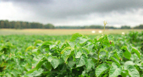 2121811_809x436_acf_cropped