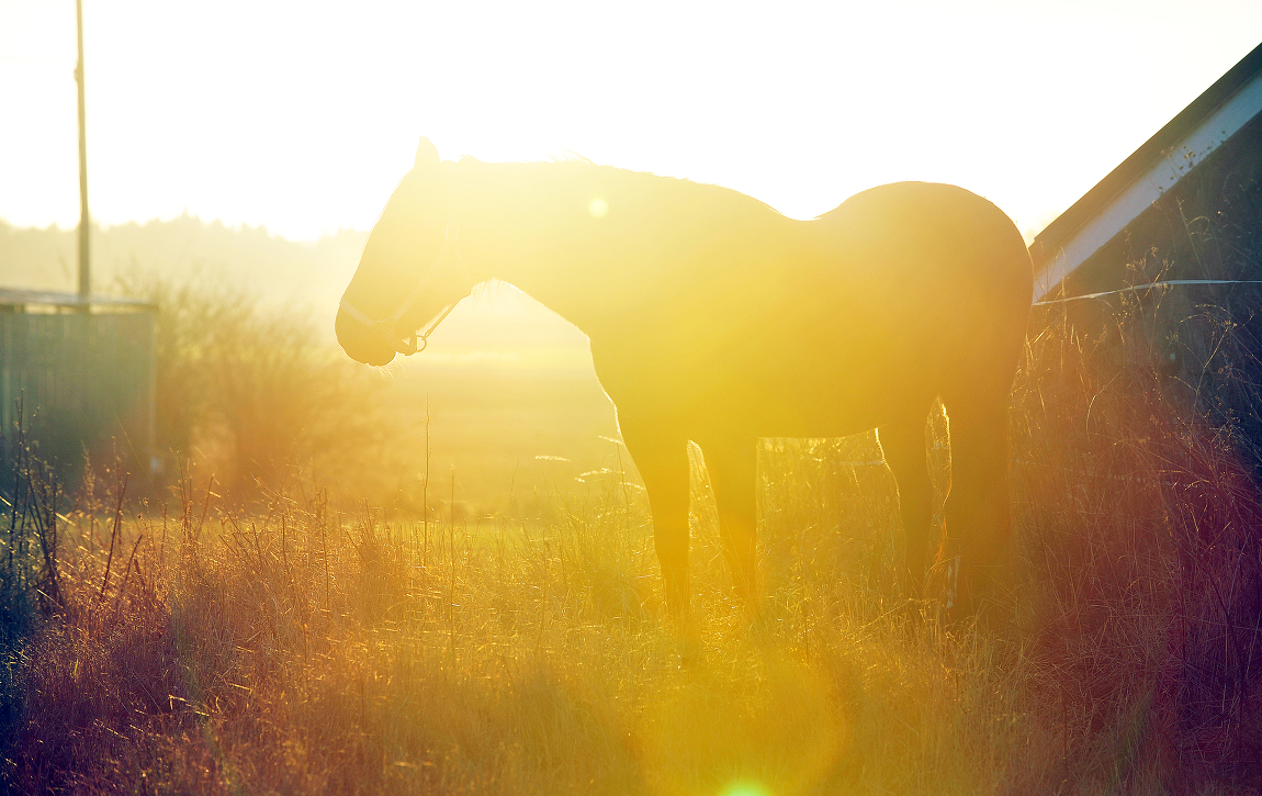 Virus stoppar ridtävlingar