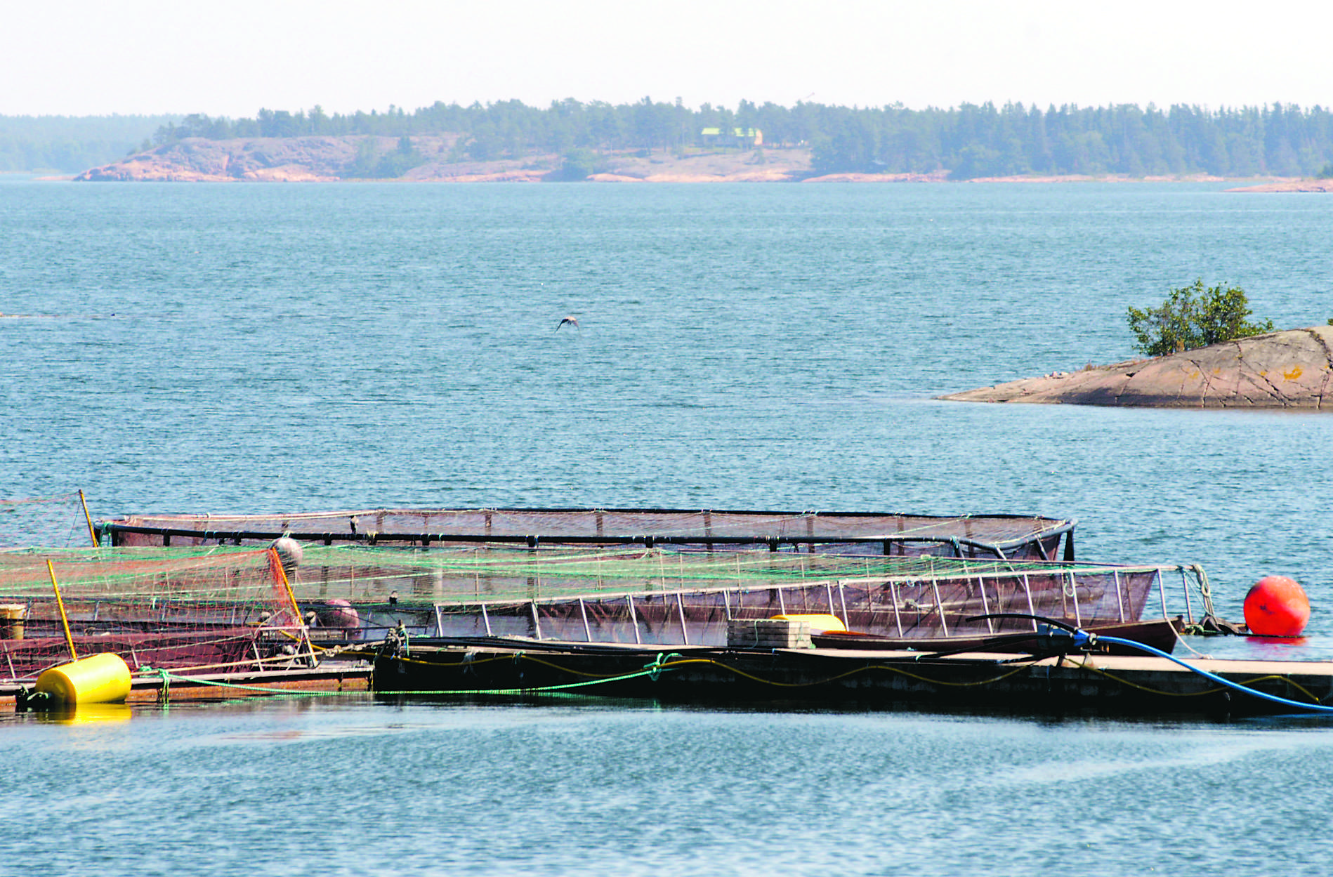 Ny havsmask tar över nedlagda fiskodlingar