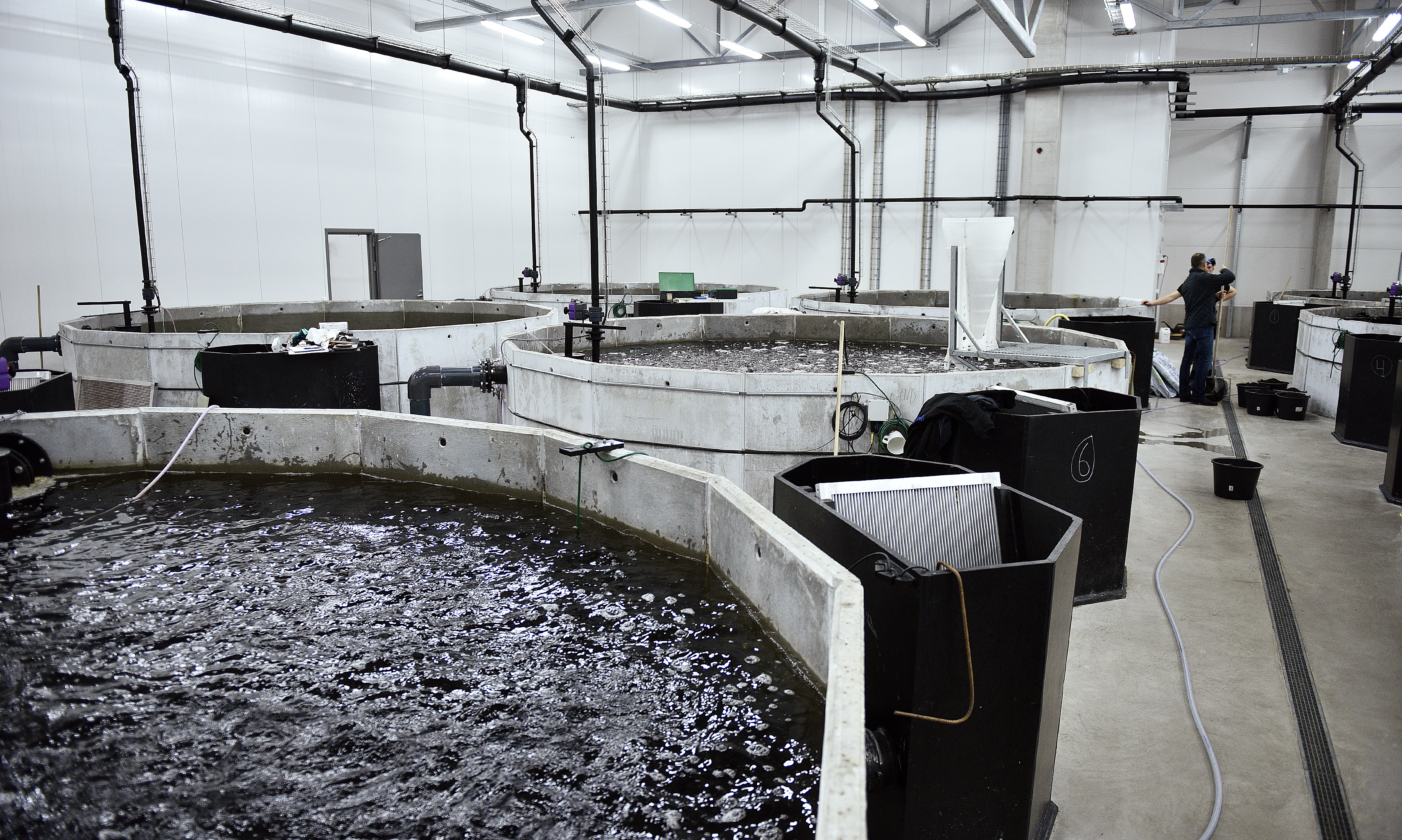 Lockade Viking hit Fifax nya ägare?