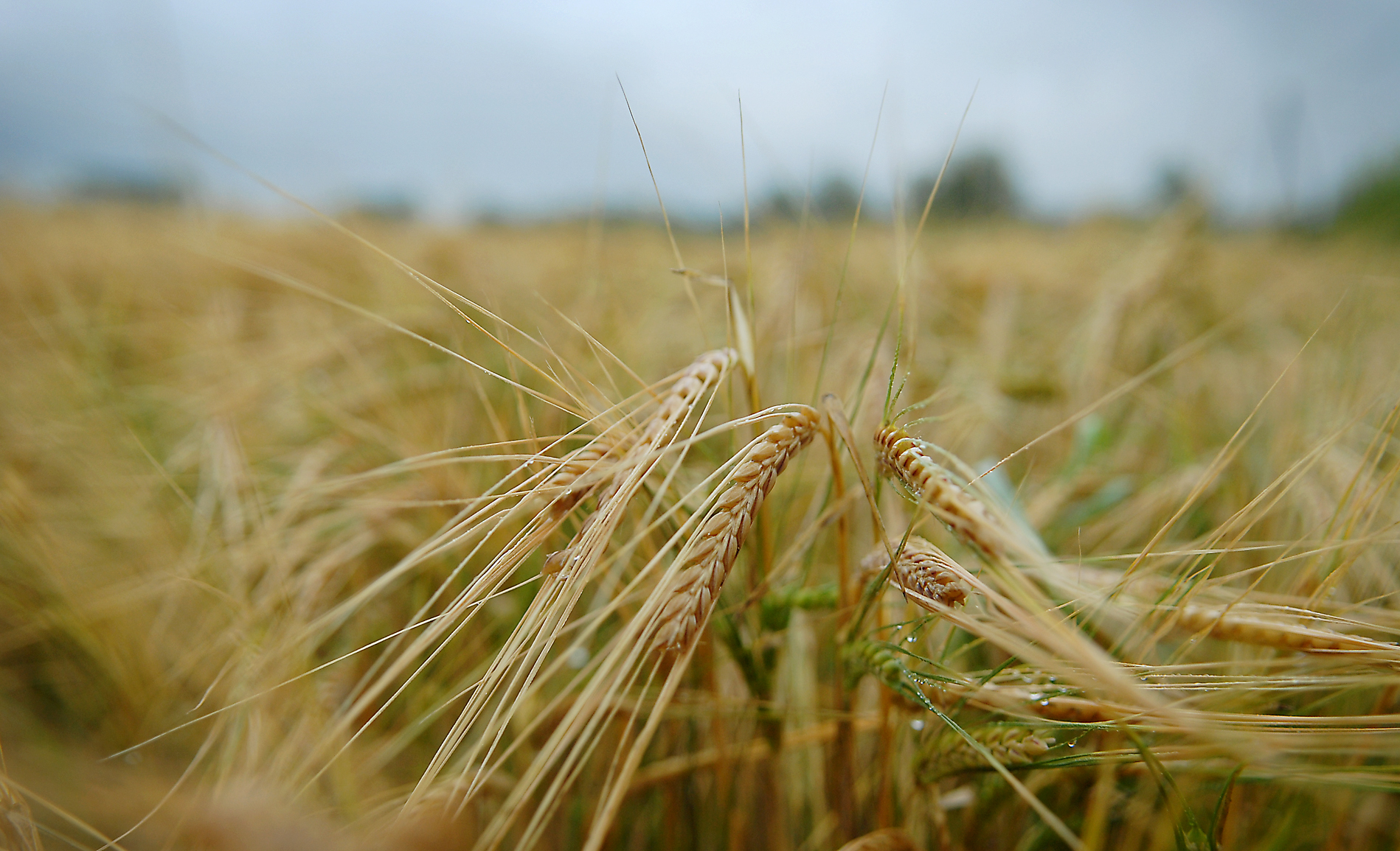 Får jordbruket betala för brexit?