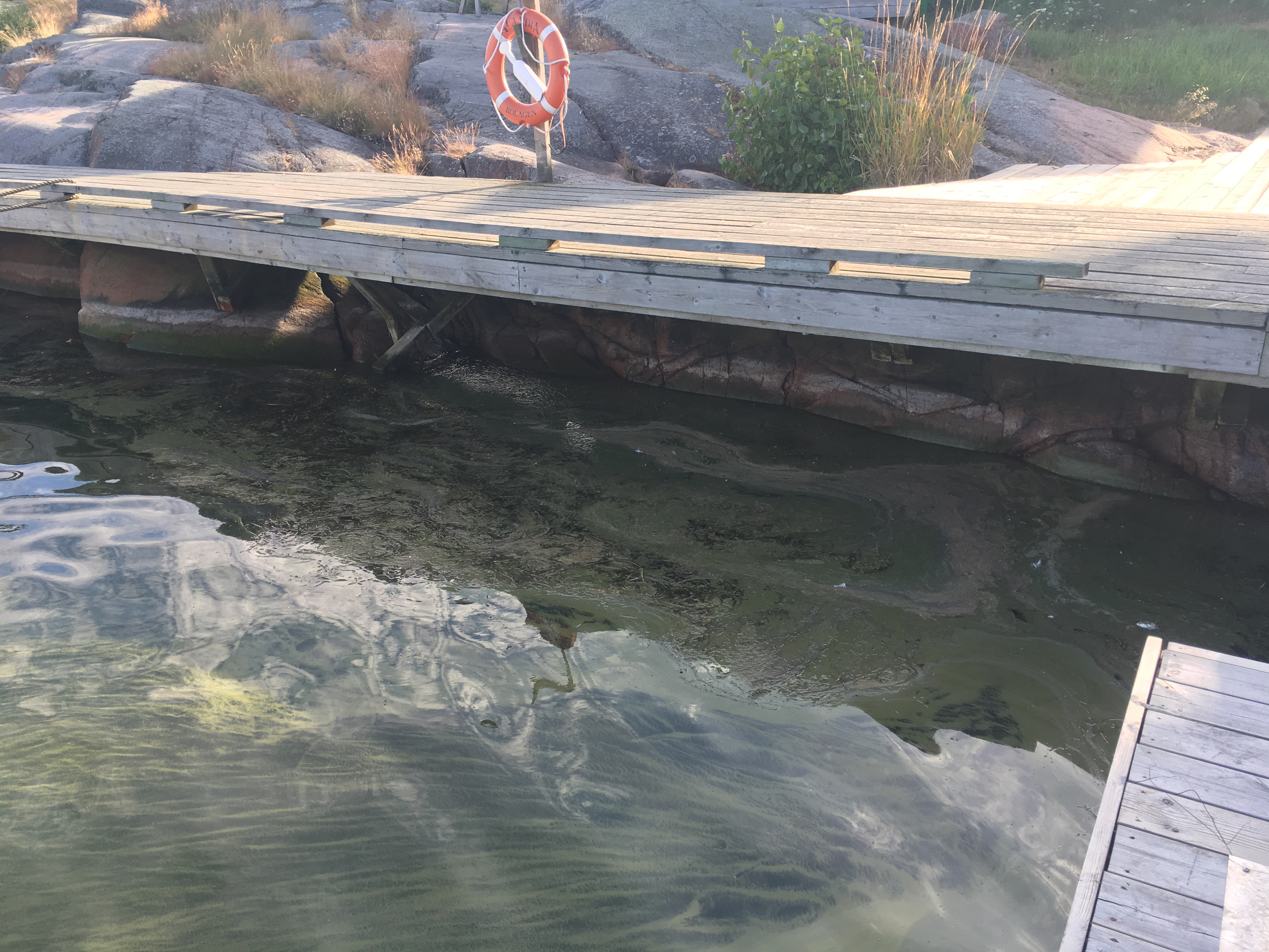 Blågrönalgerna frodas till havs