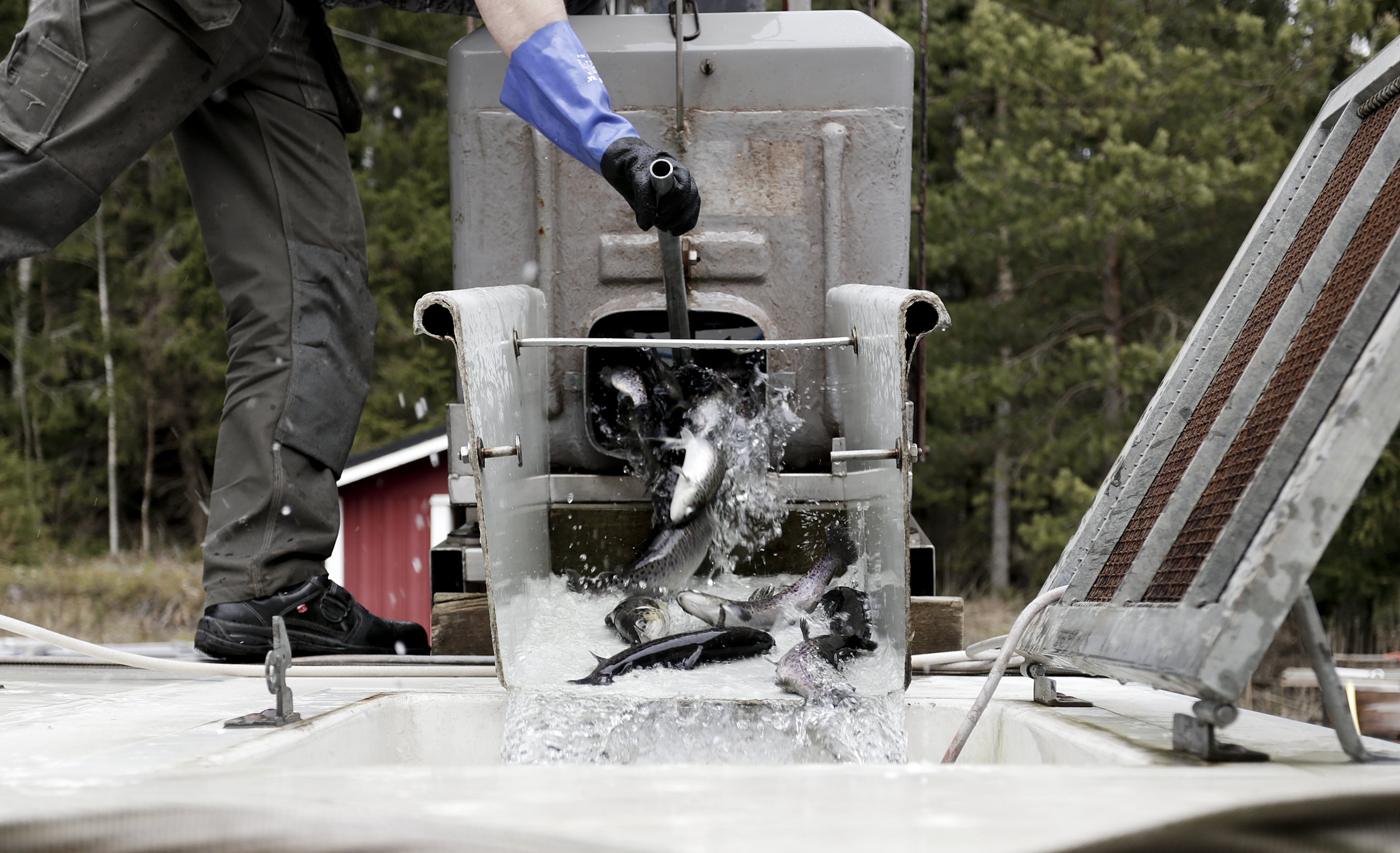 Turister ska betala för fiskevården