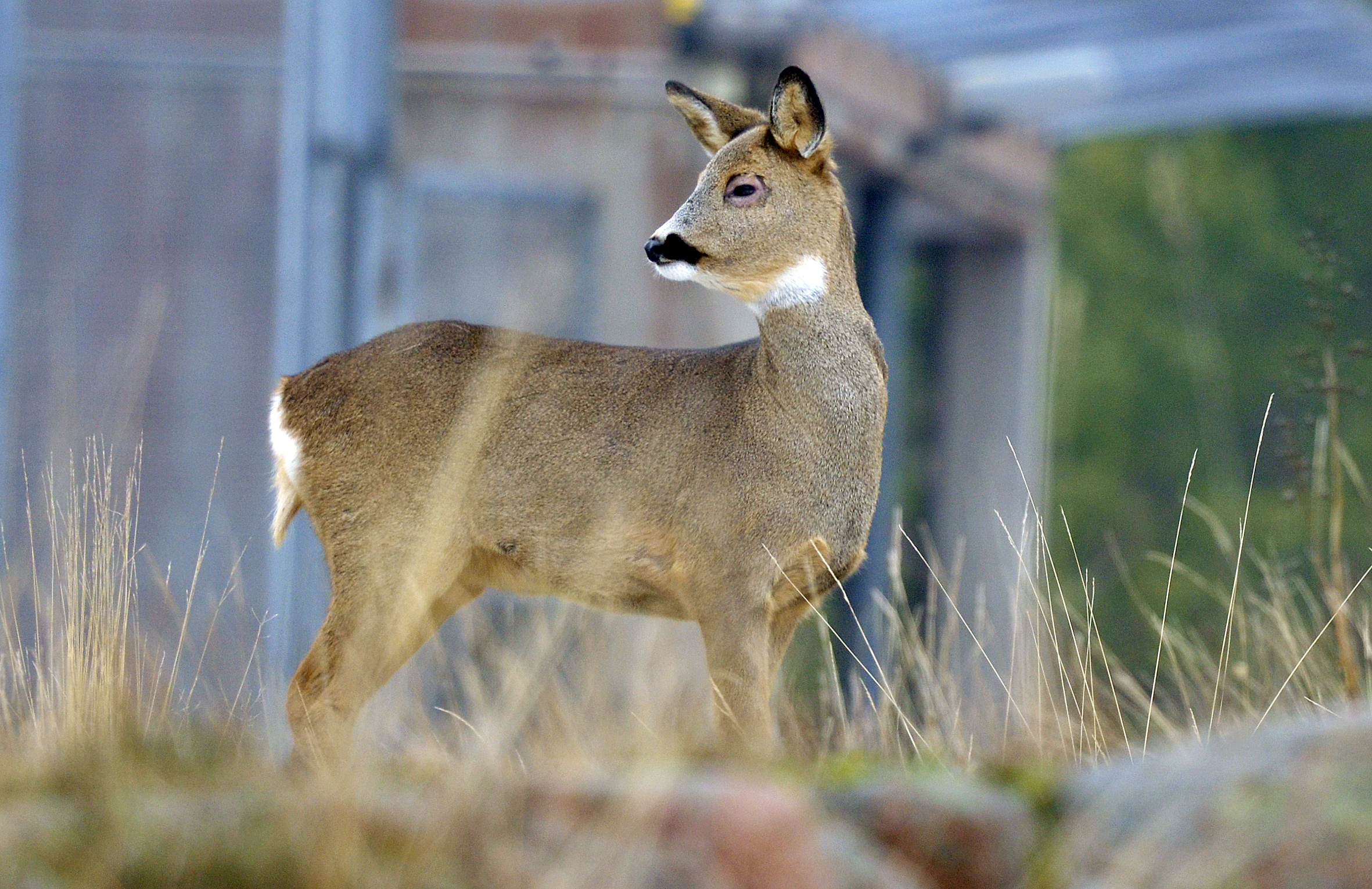 Två rådjursolyckor i kväll