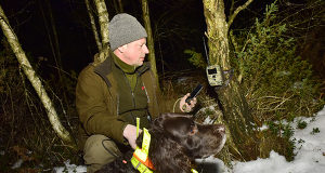 Mårdhundsprojekt ska utrota hotet mot ejder