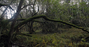 Kärr på Gripö fråga för Hfd