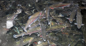 Utrotning av fisksjukdom kraftigt försenad