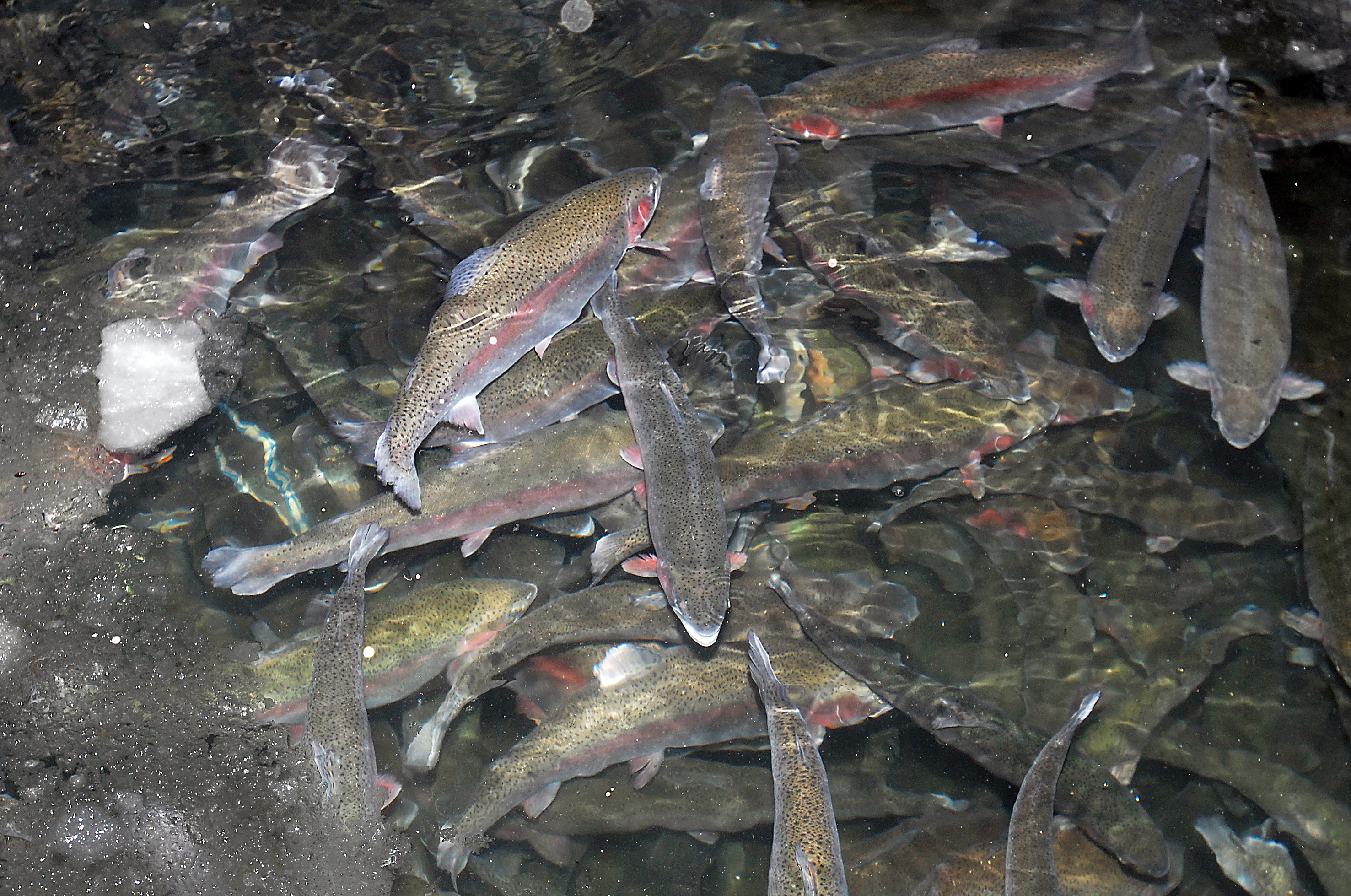 Utrotning av fisksjukdom kraftigt försenad