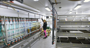 Så stöder landskapet Guttorps fiskodling