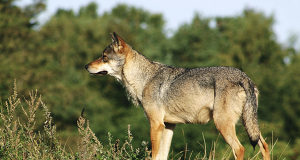 Första förmodade vargattacken