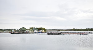 Fiskodlingars tillstånd revideras nu i halvtid