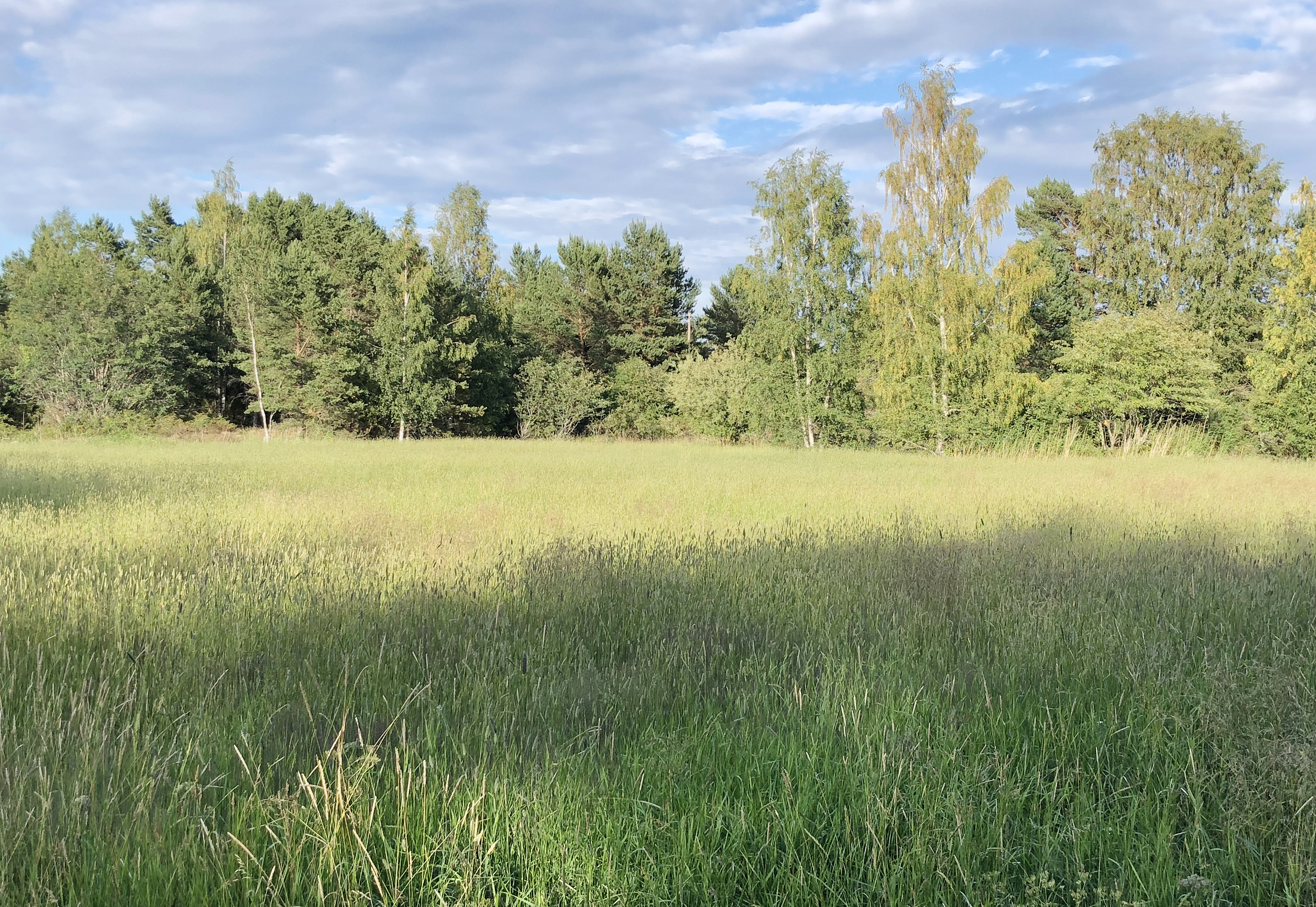 Oslagen vall i träda