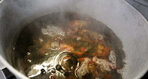 Djurskyddsförening kritiserar kräftkok