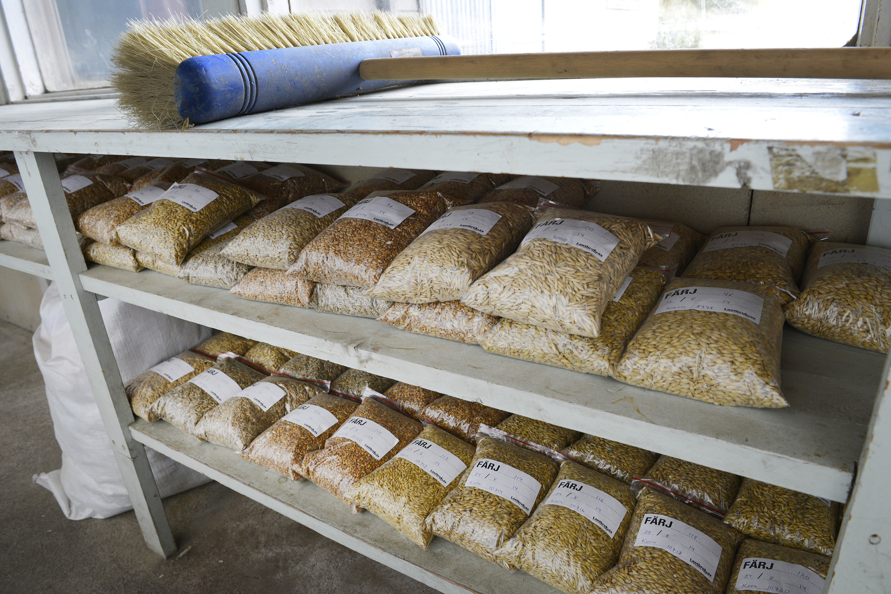 Spannmålsskörden befaras minska