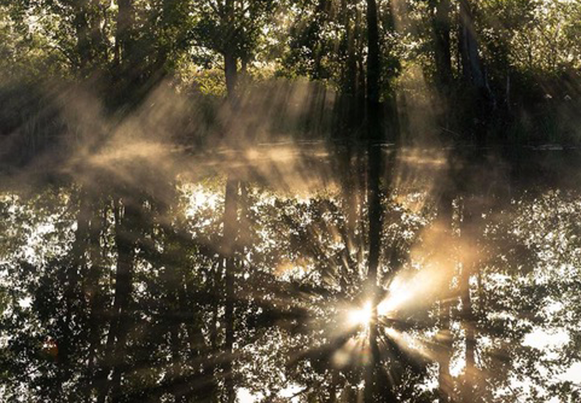 Älvorna dansar över över nejderna