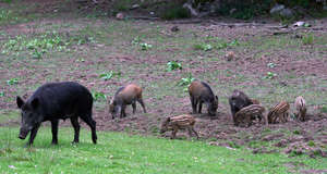 Landskapsregeringen öppnar för svenska jägare