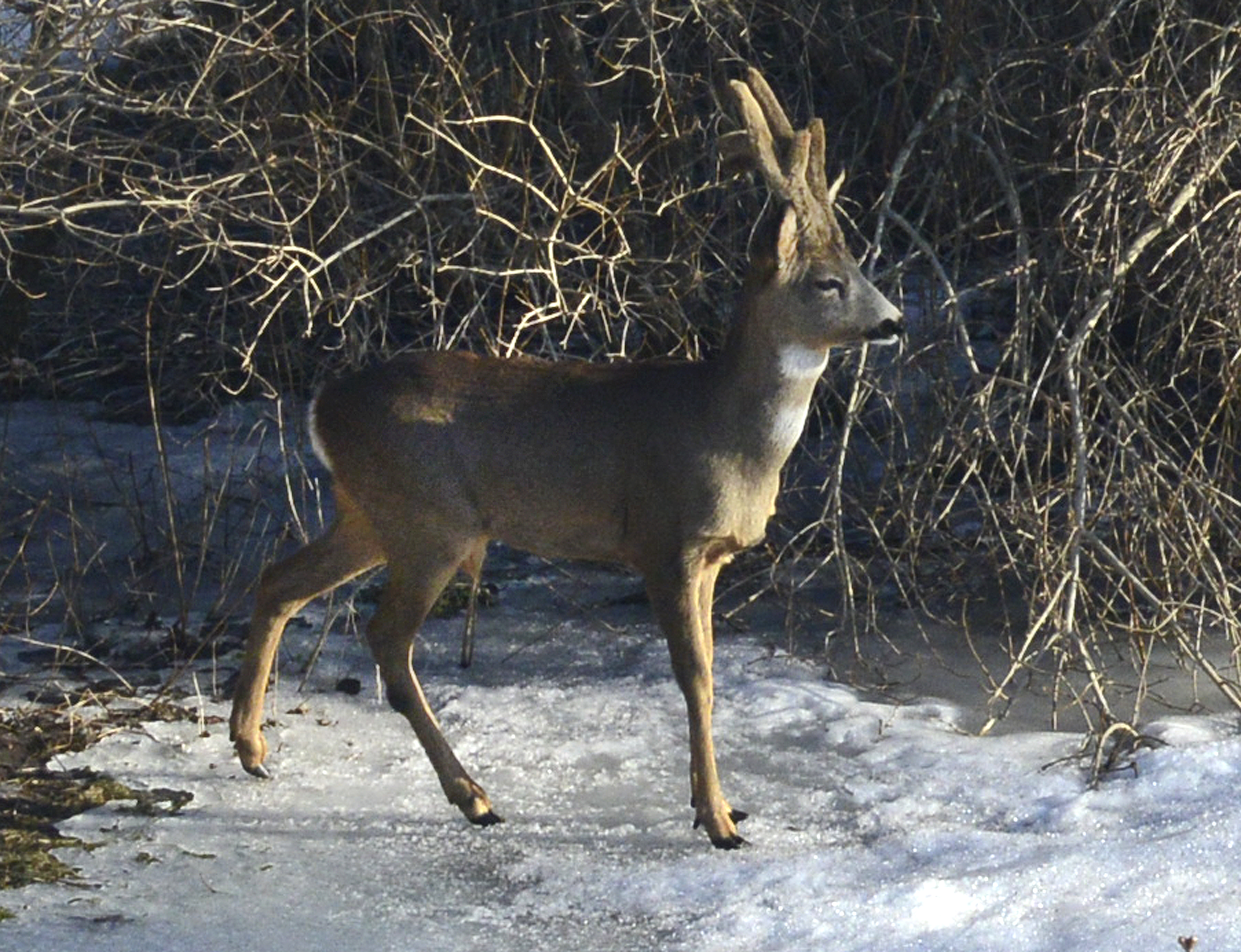 Trafikkontroller och rådjursolyckor sysselsatte polisen