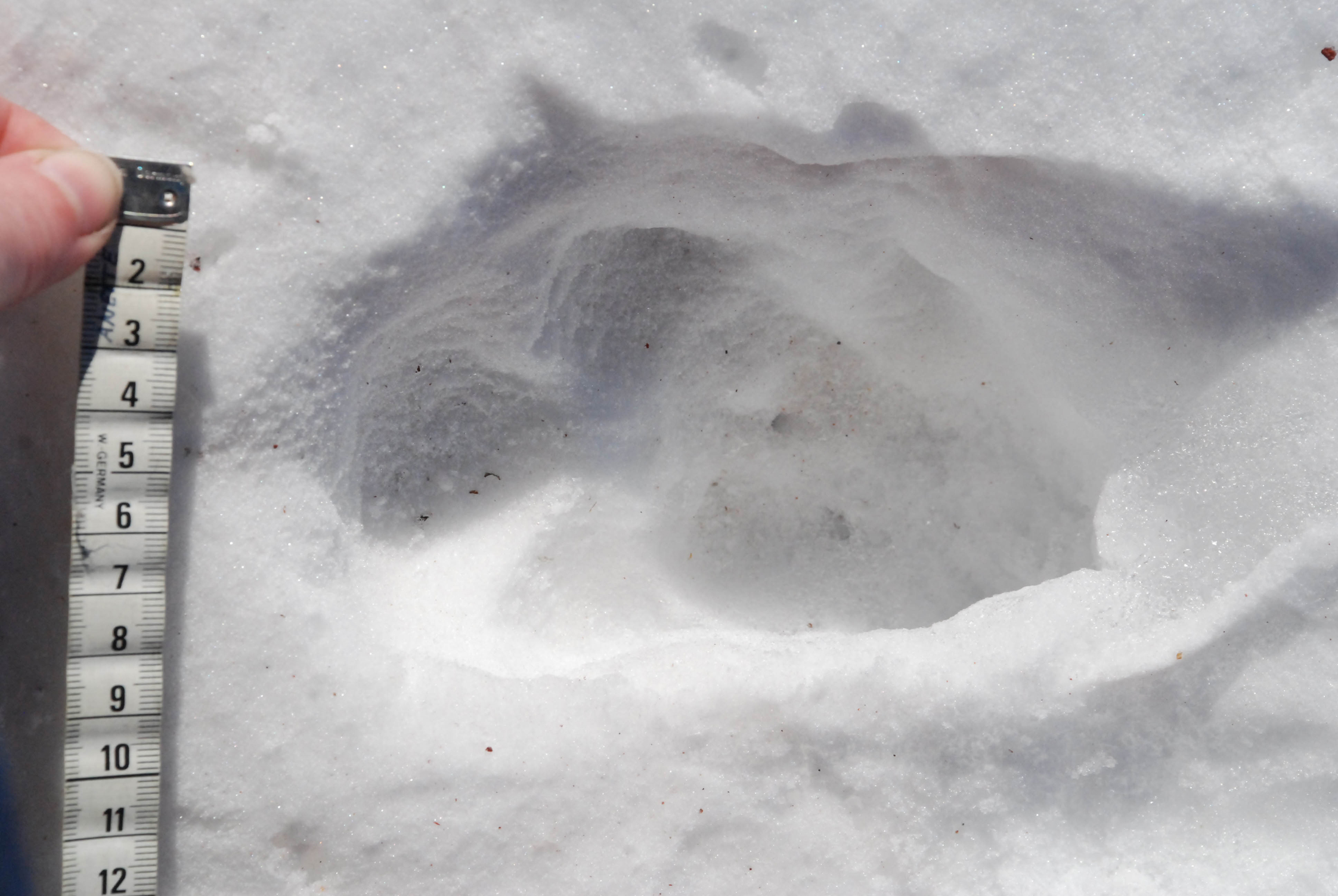 Svårt spåra varg och vildsvin efter stormen