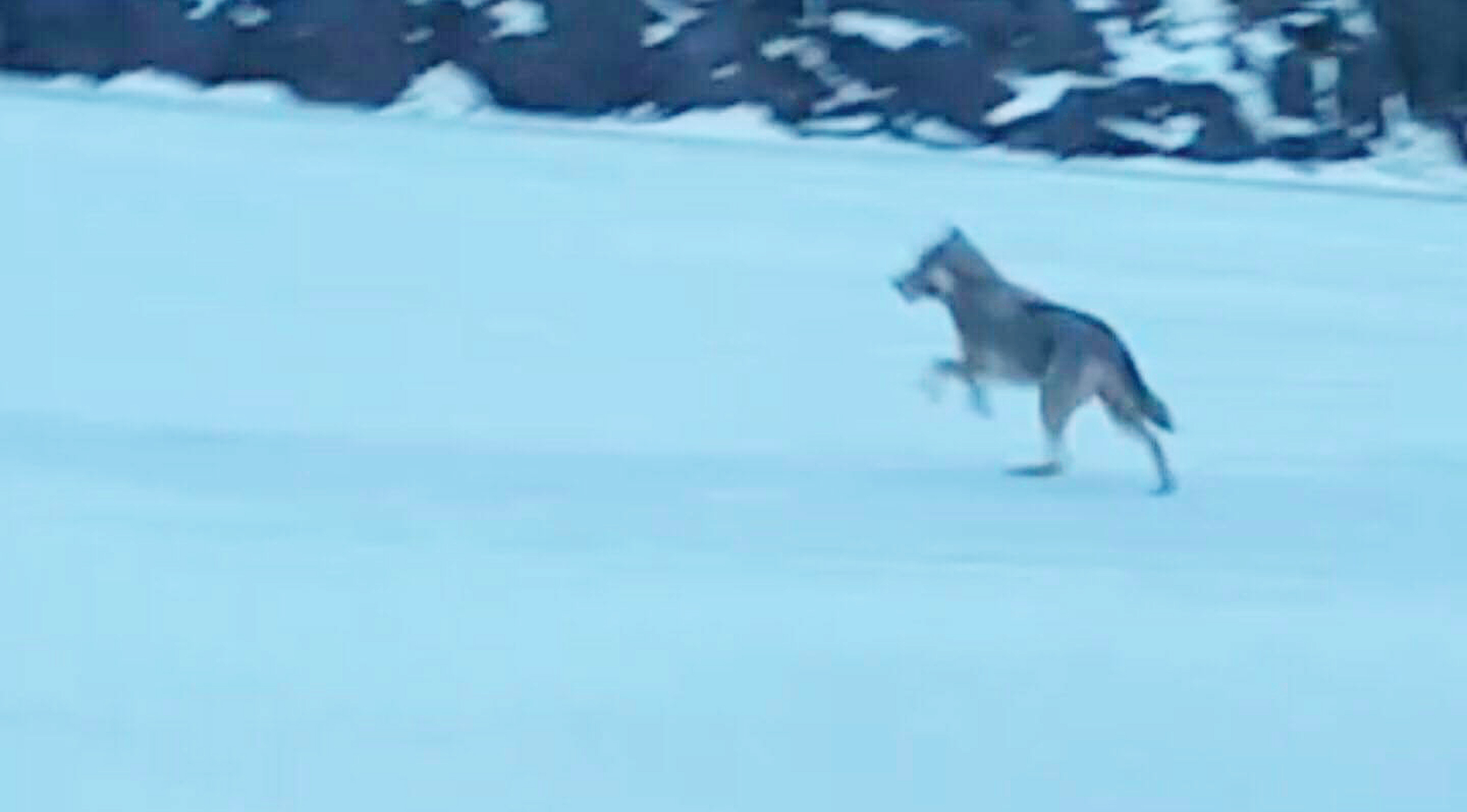 Ministern: En varg finns kvar