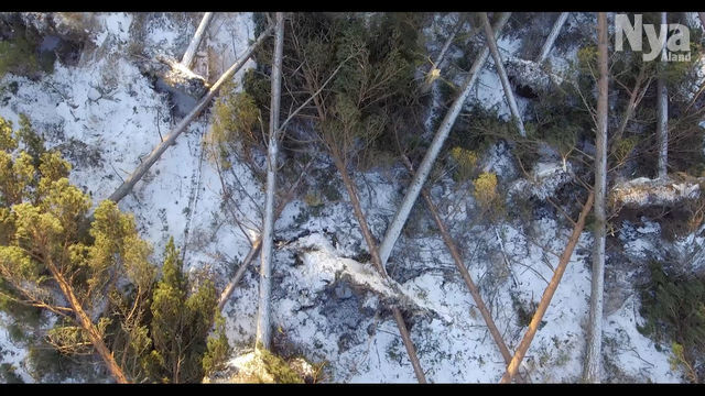 ”Enorma volymer” skadad skog