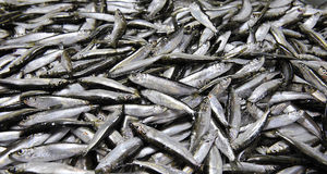 Kommissionen föreslår ökad fiskekontroll