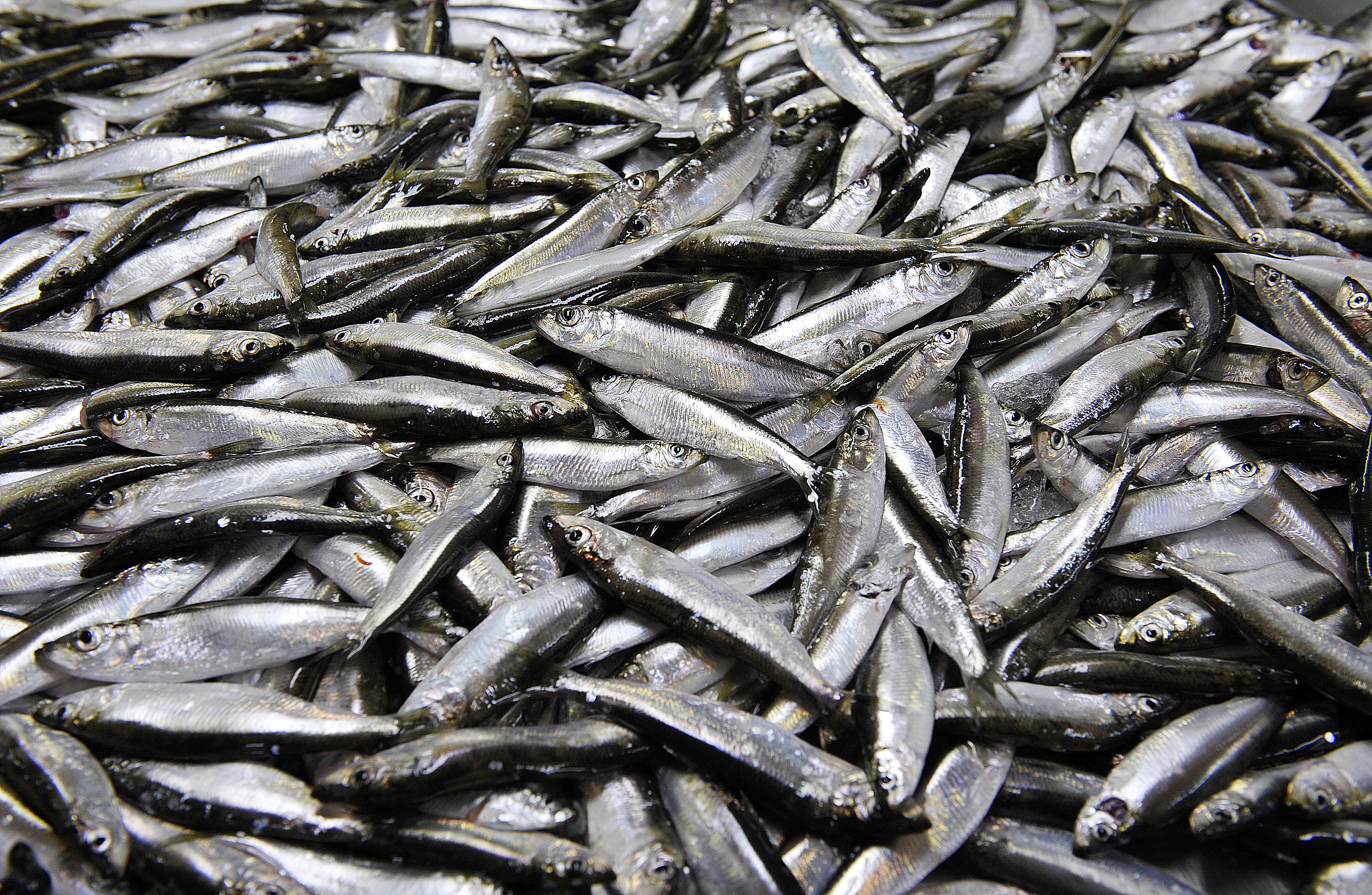 Kommissionen föreslår ökad fiskekontroll