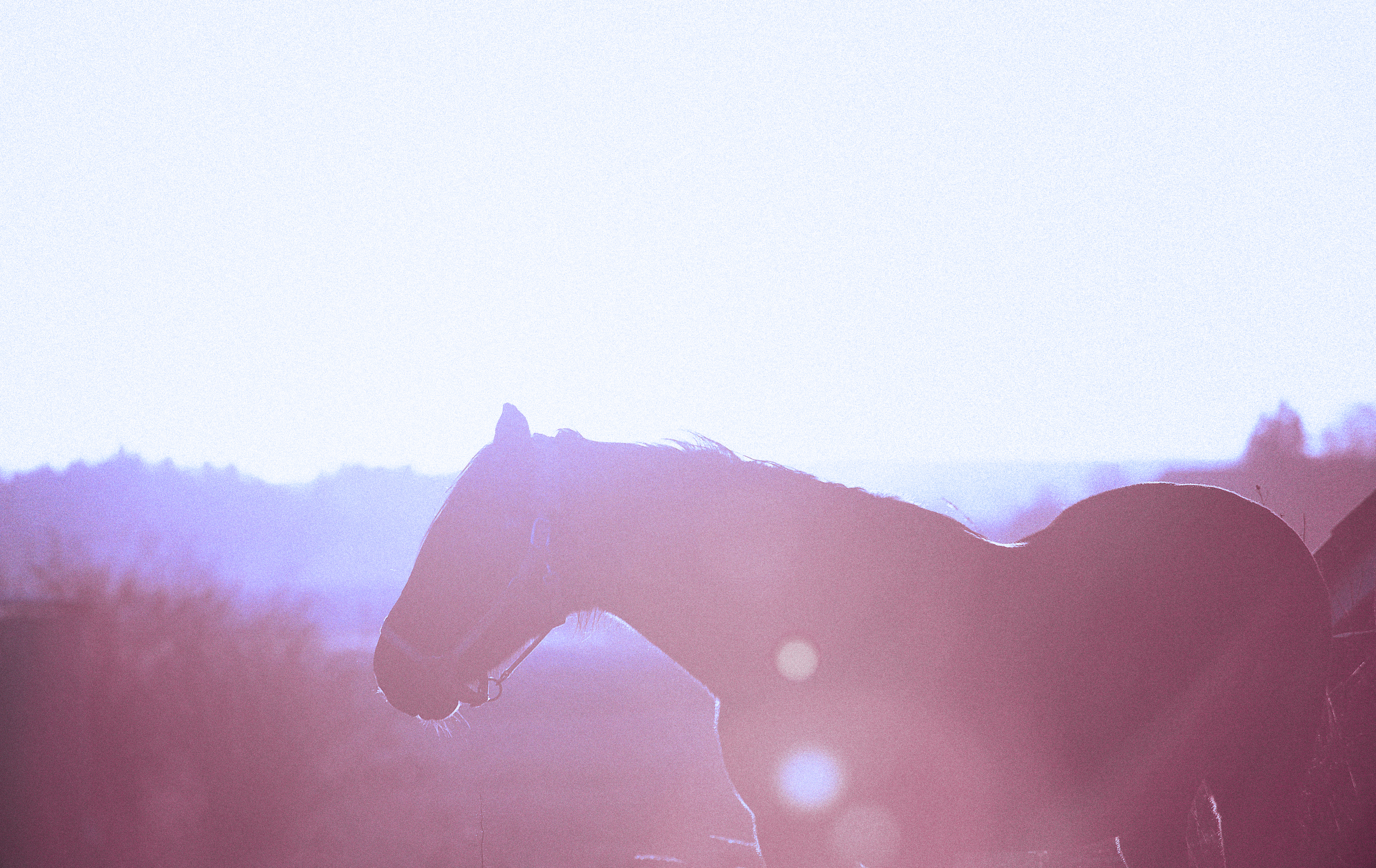 ÅMHM har beredskap för hästvirus