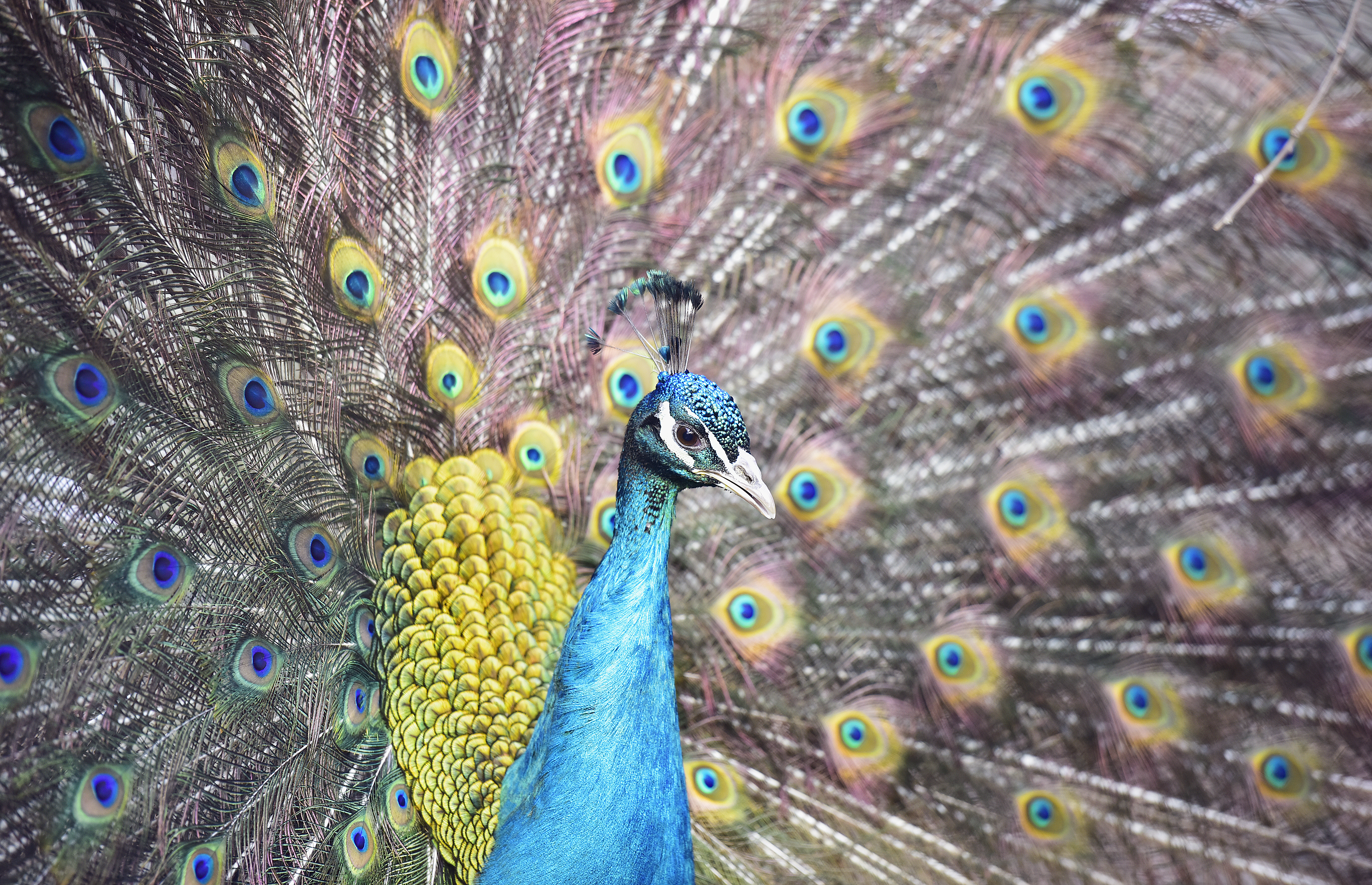 Påfågeln Felix flirtar friskt igen