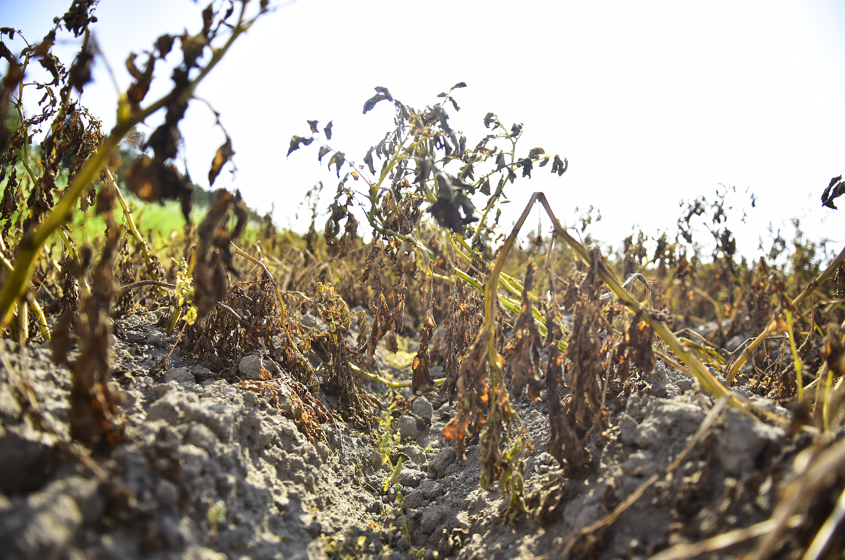 Extremväder eller vårt nya normala?