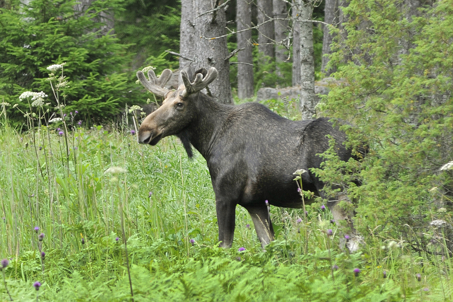 Älgkalvarna rasar i vikt