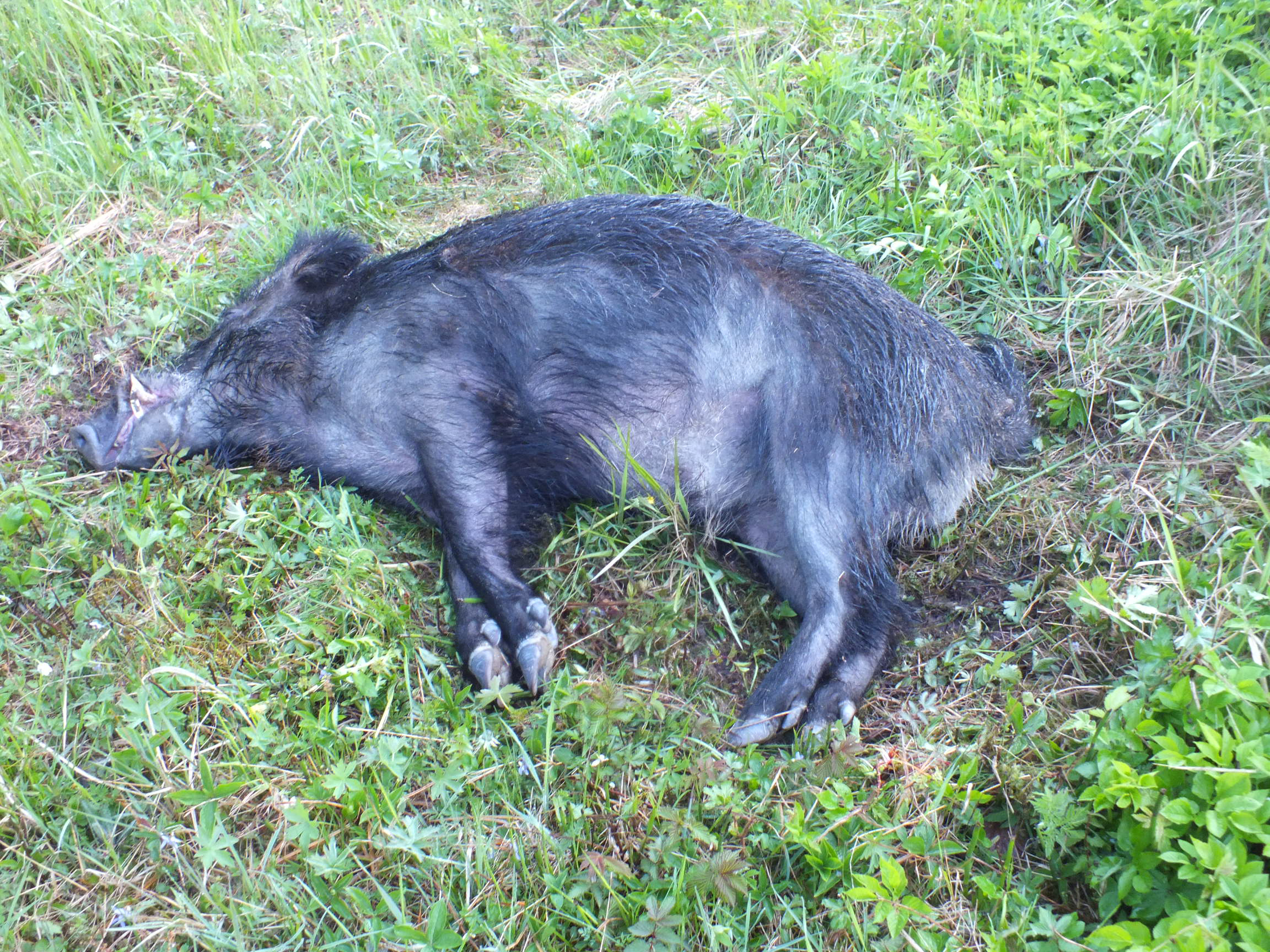 ”Åland är vildsvinsfritt”