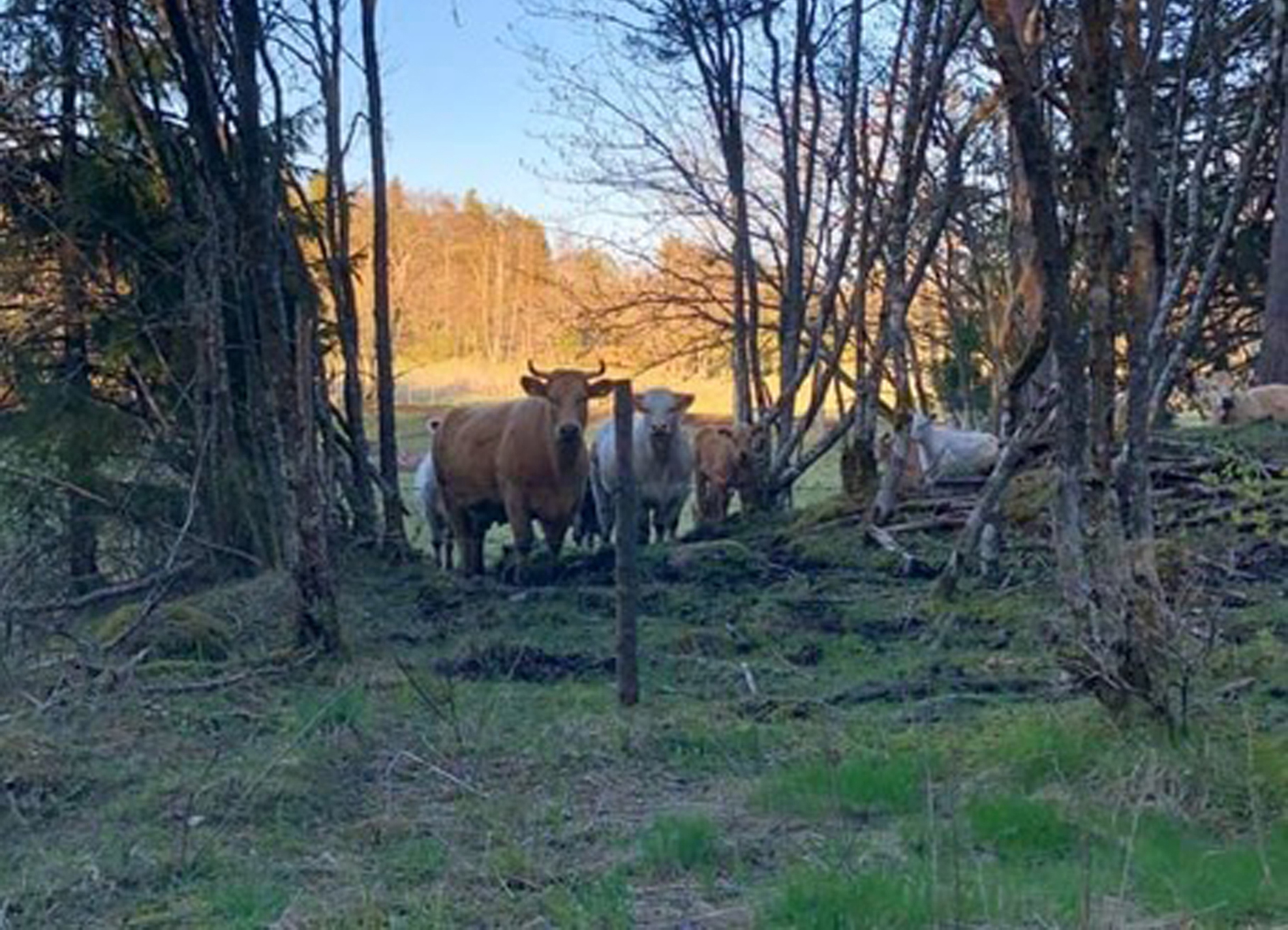 Maj är kosläppens glada tid