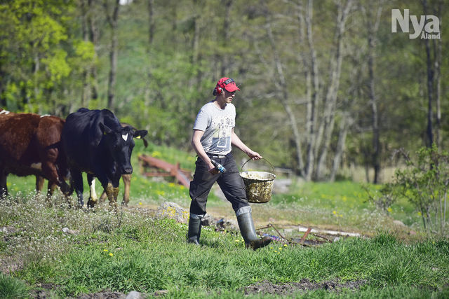 Med koskutt mot sommaren