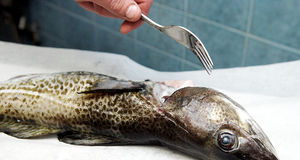 Åland vill ha undantag vid torskfiskestopp