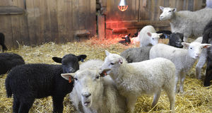 ÅMHM kräver åtgärder av fårägare