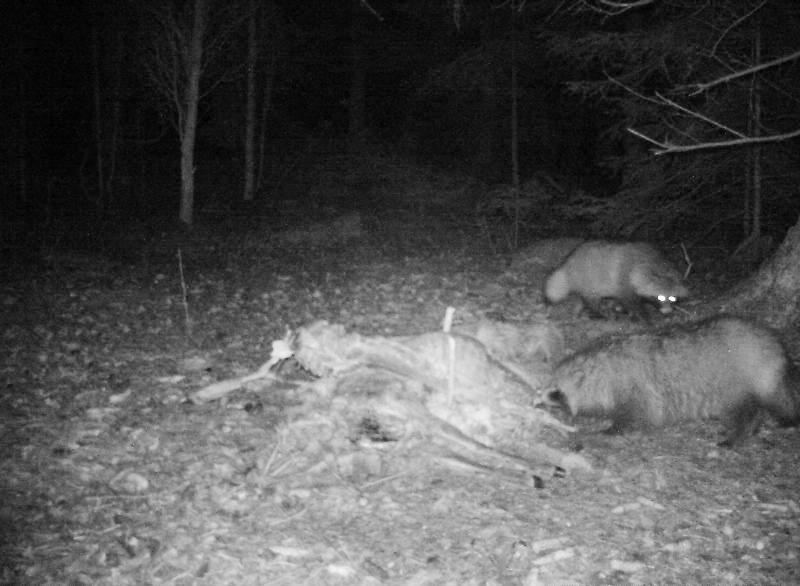 Vill jaga mårdhund med hund