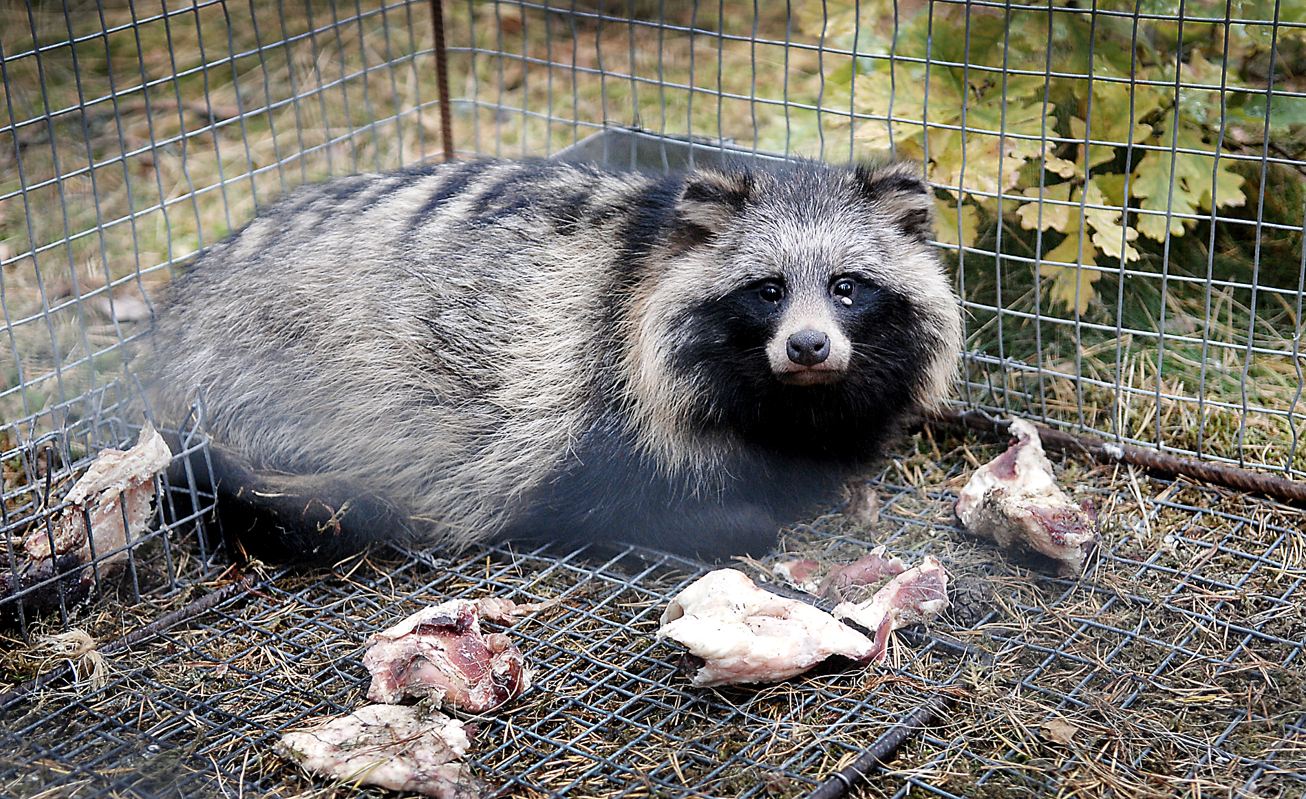 Grönt ljus för mårdhundsjakt