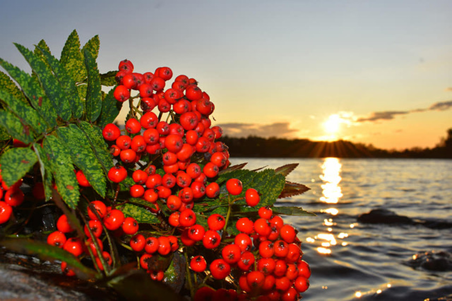 Rönnen är en dålig meteorolog