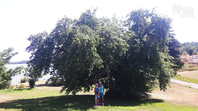 Skicka in en bild på ditt vackraste äppelträd