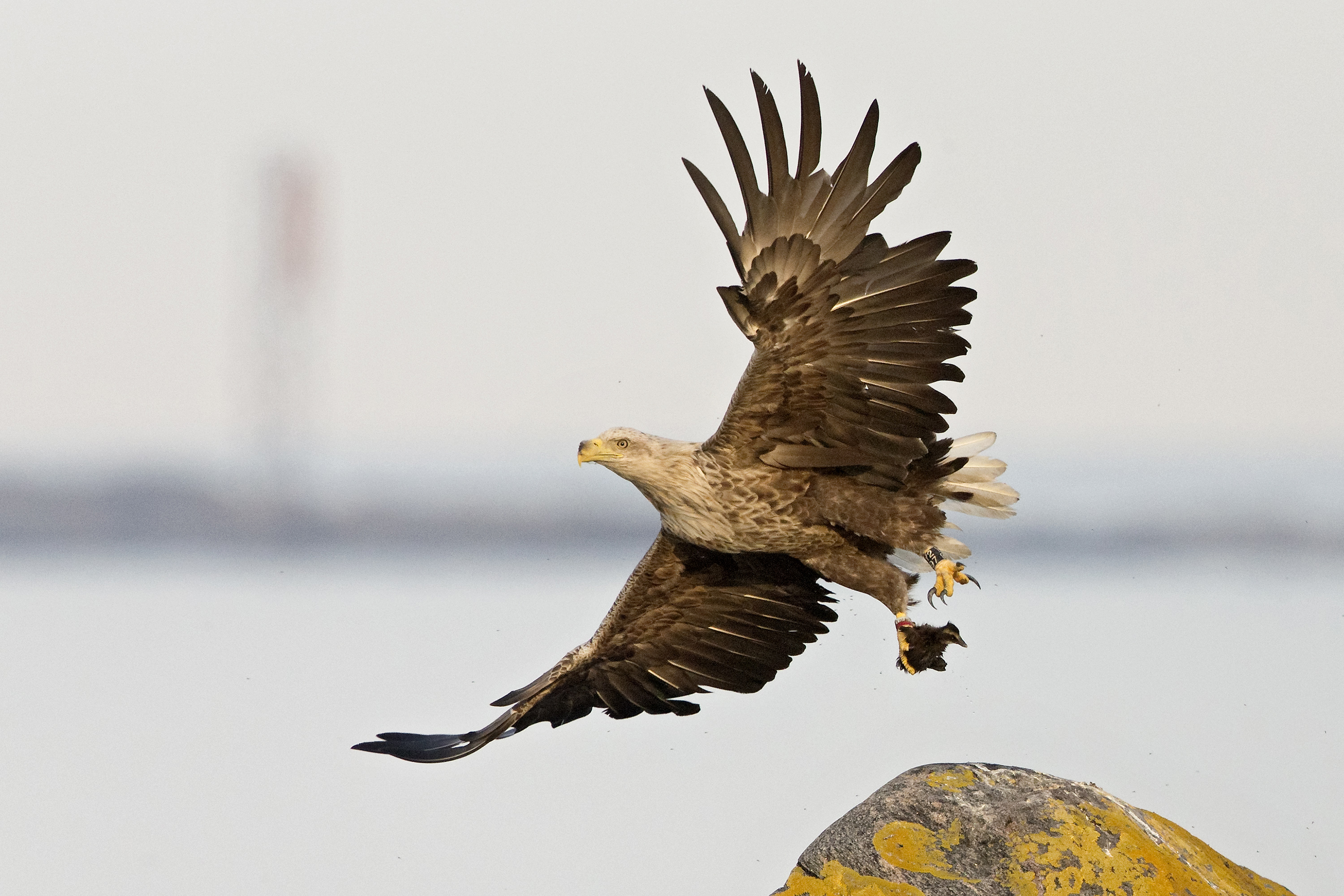 Ska havsörnsstammen begränsas?