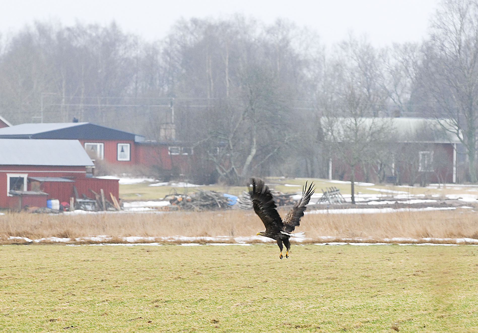 Nej, vi ska inte skjuta vår landskapsfågel