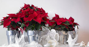 ”Är allt fler som får allergiska reaktioner”