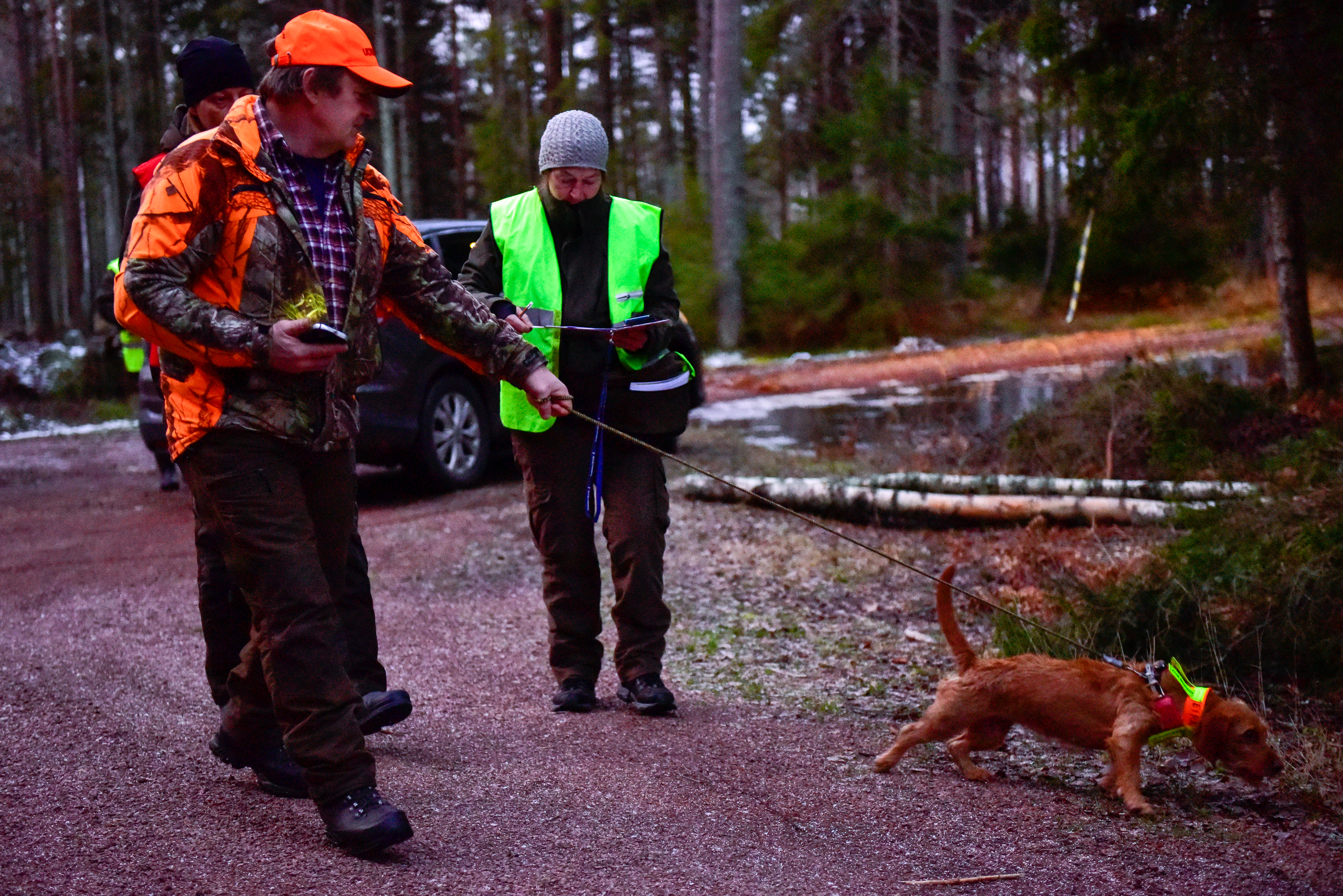 Sök, skäll, spring!