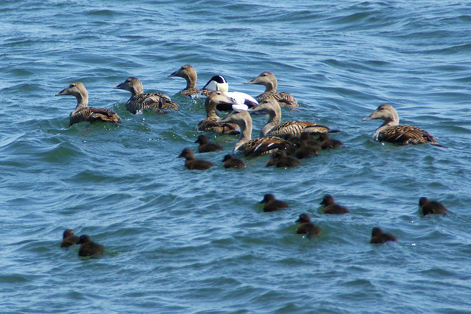 ”Slår hårdast mot ejderstammen”