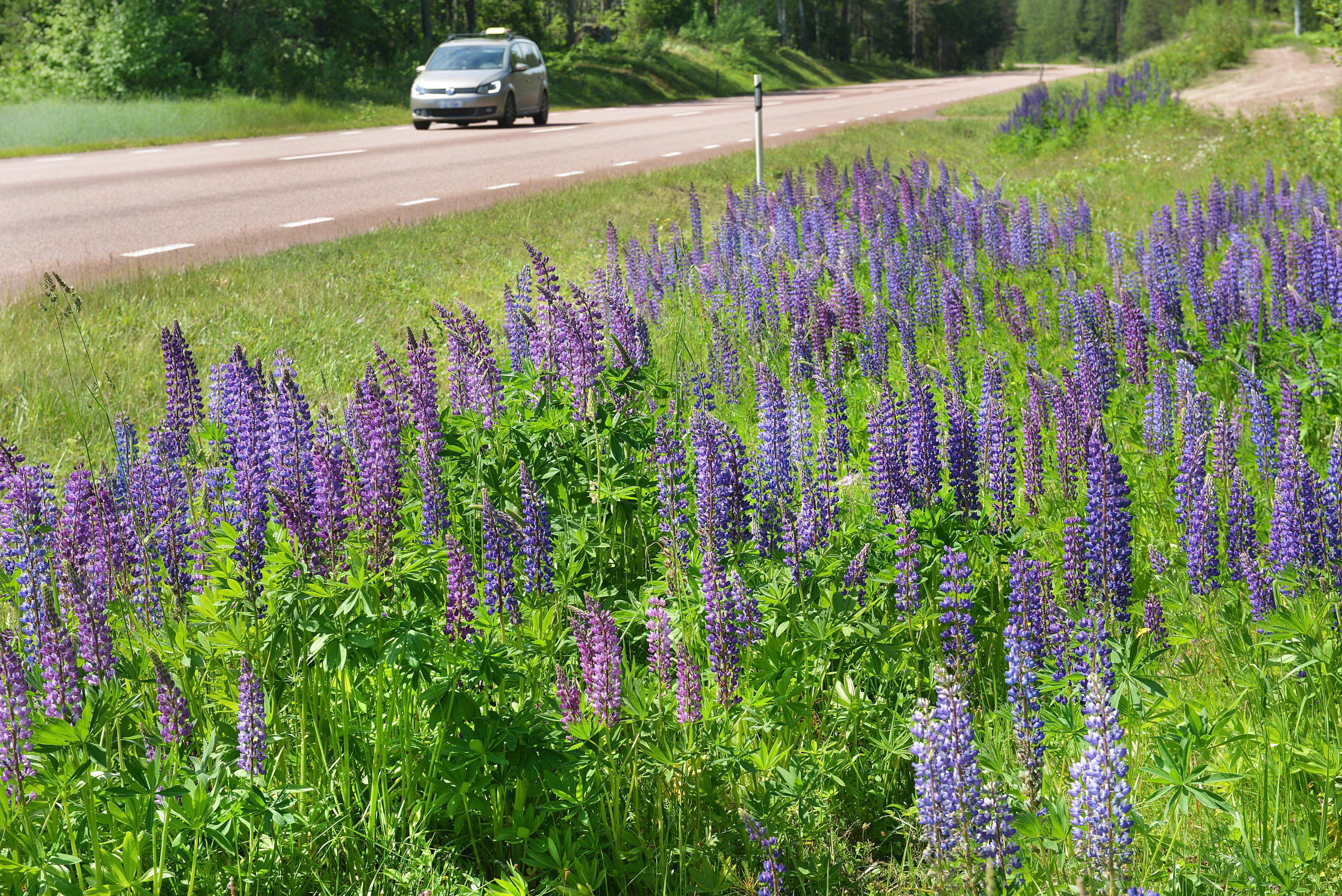 Upp till kamp för ängsväxterna