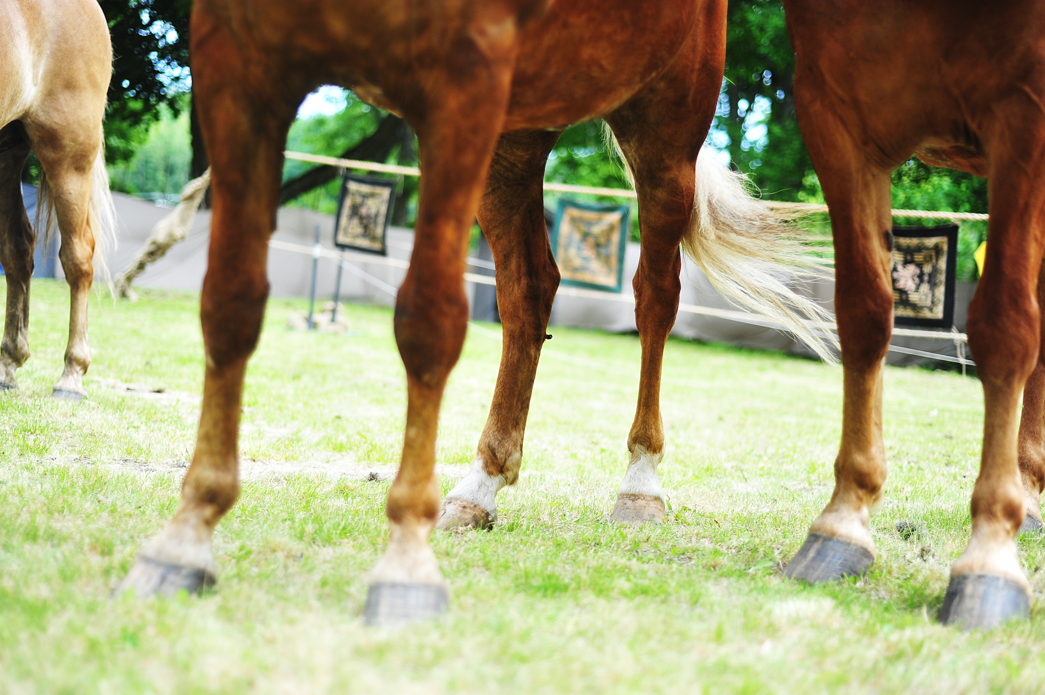 Vem tar upp hästbajset?