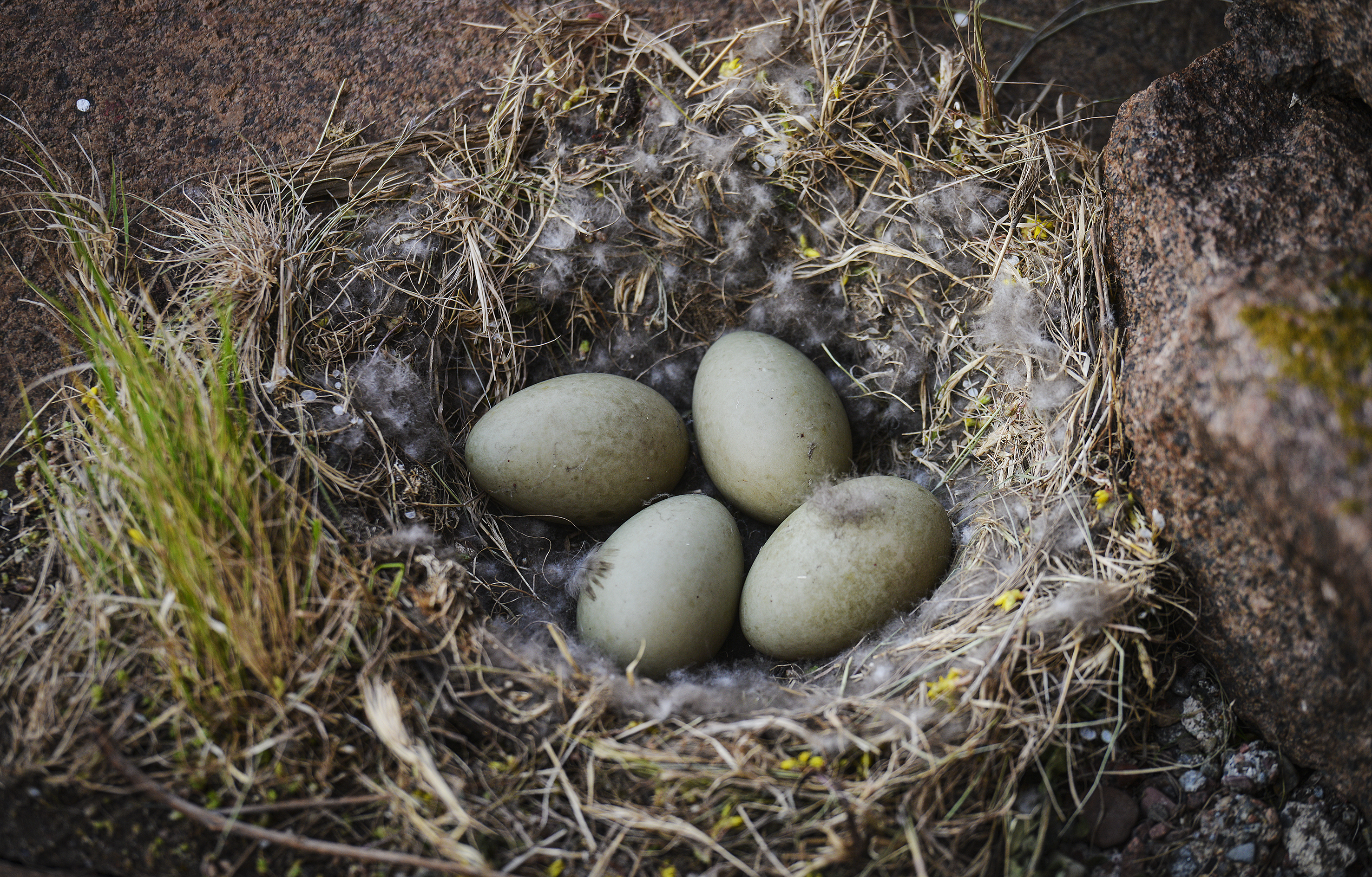 Utan ådtak är ejderns ägg en lättfångad lunch för predatorer.