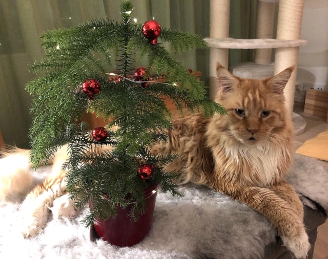 Här är läsarnas egna julgransbilder