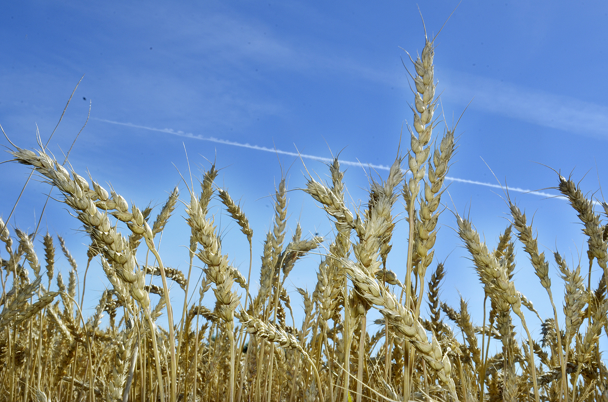 Gör inte närproducerat till en lyxvara