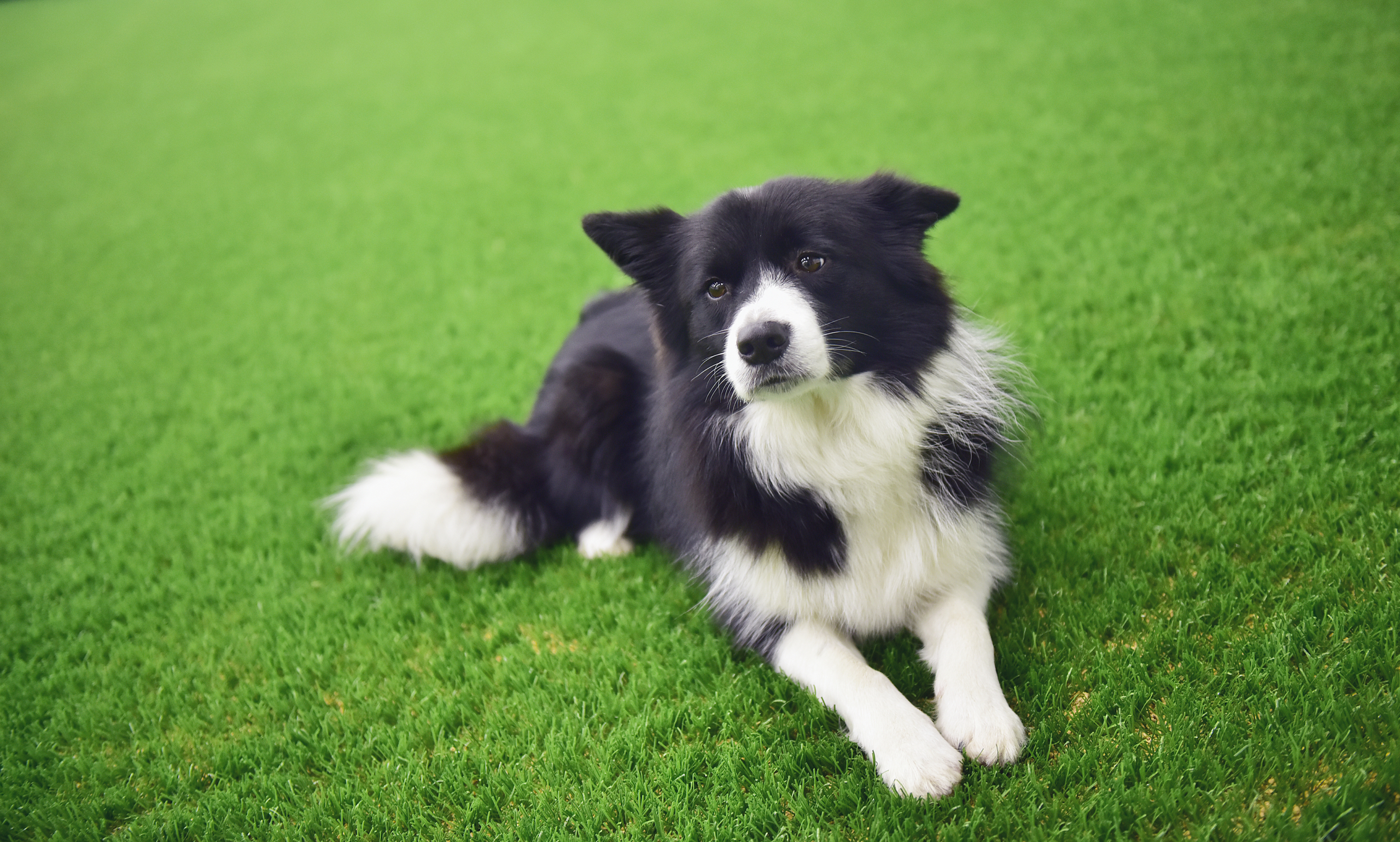 Hemkarantän i första hand för husdjur från Ukraina